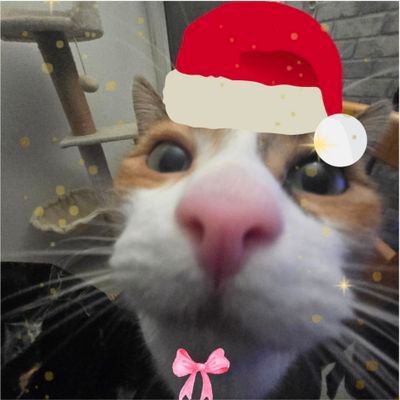 NalaLeChat_'s profile picture. Le petit chatongue il est un peu bête et il mord