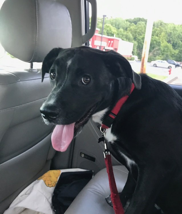 dball2026's profile picture. 