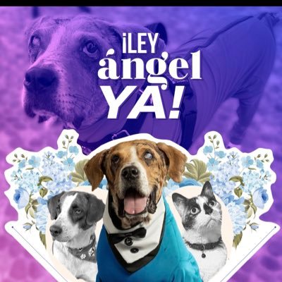 Aiakos069069's profile picture. Analfabeto y Gago