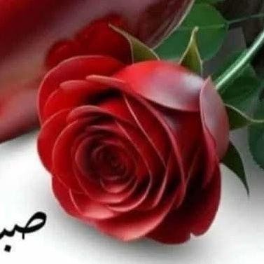 salah_soza16286's profile picture. 