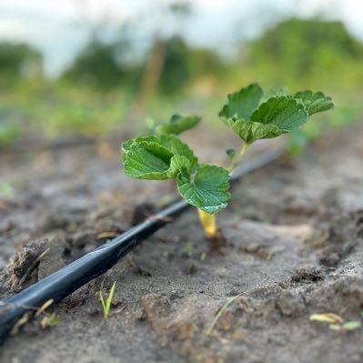 SalifBA19's profile picture. Fondateur @D_fraises, Formateur en Agro-écologie, Militant écologiste, 🎓 Civ & Litt Américaine #Volontariat ❤️Oustaz Barham Diop Salifba19@gmail.com #18/01/25