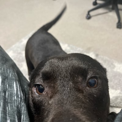 Momiji_VAL's profile picture. 