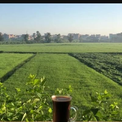 HsynAbw13365's profile picture. 