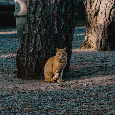 Cocoztjd's profile picture. Famm12月講座でwebデザイン勉強中です。よろしくお願いします🙇