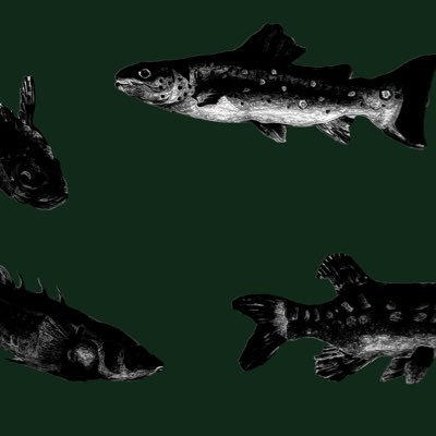 brigidsmyth's profile picture. 