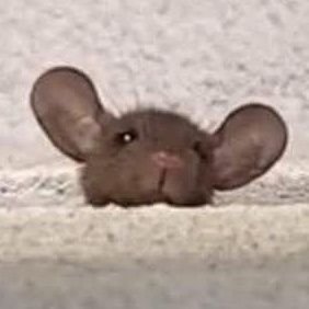 dodoris123's profile picture. back-end ruby on rails em horario comercial & musica e pintura nas horas vagas