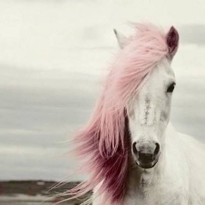 gx78va's profile picture. spirit untamed