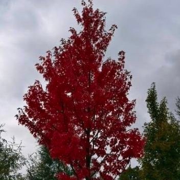 soli_darkness's profile picture. creador oficial de árbol carmesi 🌲🟥y Black and white🤍🖤