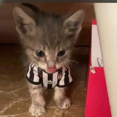 anneaffetoglum's profile picture. yapamadıkların bütün yaptıklarına gölge olur