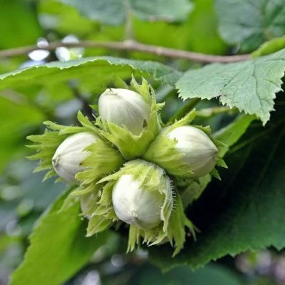 oreshniki1's profile picture. 