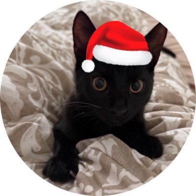 Tipunchdutpb's profile picture. Chaton 13 mois. Mes parents menacent de me renvoyer en Guadeloupe en colissimo quand je leur mords les pieds à 5h du matin. 📦✈️ | @paimonthecat 💍