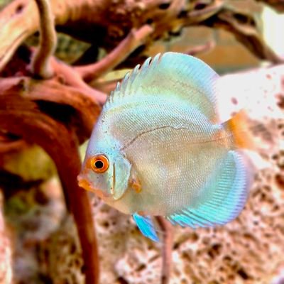 homan20's profile picture. Electronic and electrical designer. Industrial programmer.