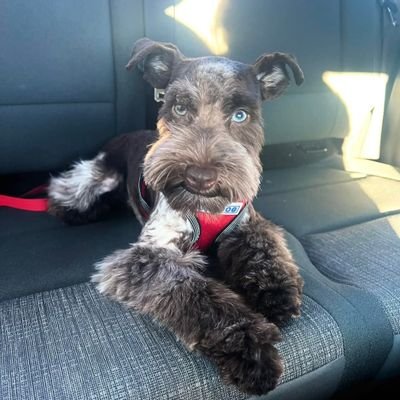 baltraven52's profile picture. I am Awesome