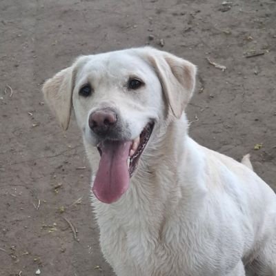 traceytagged's profile picture. Britain for the British, work to live, treat your elderly well, vote carefully, be kind if you can, always honest. 🫡 🇬🇧  Investor required, homecare start-up