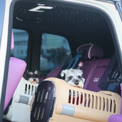 003shachiku's profile picture. 年収0.03の社畜女子/犬,車,腕時計,株/85