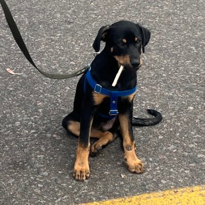 LaraManriqueee's profile picture. Si tu Quilmes jugará en el mas alla.