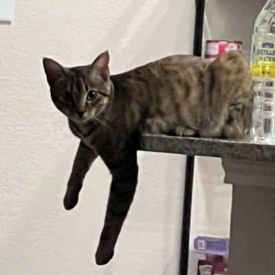 paulsvangundy's profile picture. Just happy to be here.