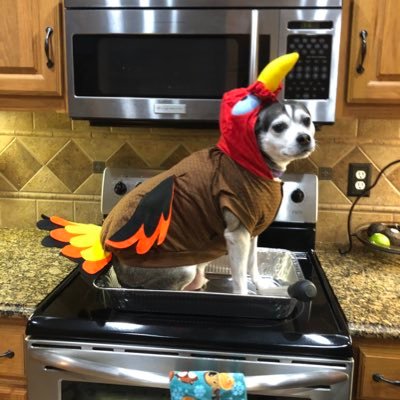 itsSirGustafson's profile picture. Hi, I’m GUS. I went to heaven on 10/27/21.  My mom misses me so much. I can’t wait to see her again.