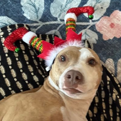 _sierraspring's profile picture. 🤠 savannah