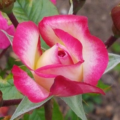 buttonnandbows's profile picture. Still in the uni of life.  I dont dream, I live in reality. Most things are just troublesome annoyances and reasons for chocolate.