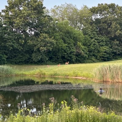 greentwinkie781's profile picture. 