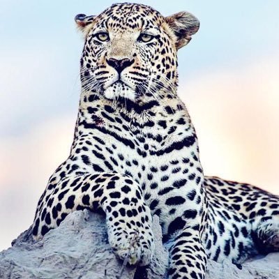 matinu85783's profile picture. Manchester United till Casket 💪🏿🤗🥰