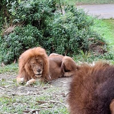 afriansoni46654's profile picture. Jual dan Beli motor dan mobil second, repairing body motor dan mobil