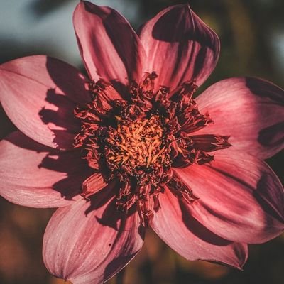 _australauroraa's profile picture. Loading...