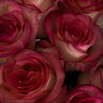 Sushmita1560486's profile picture. 