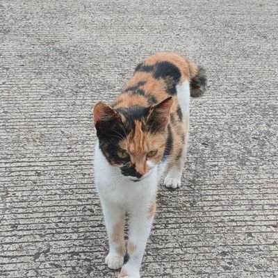 BuenaTPatria's profile picture. personal diary: tawrah and al-quran 🕊🕊🔰