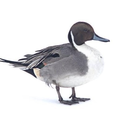 swiftsa13's profile picture. 