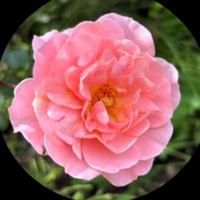 miccodn's profile picture. のなです。 鹿野/サンデー/ろしゃお/スタレ/中国語も勉強中