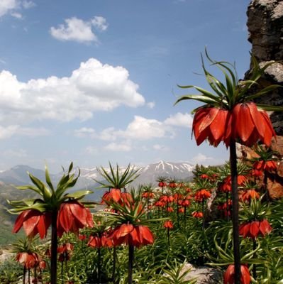 gorse21ahmed's profile picture. 