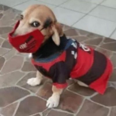 amorabora's profile picture. flamenguista jogadora de brawl