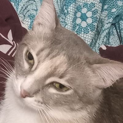 katkit025's profile picture. Is this thing recording?