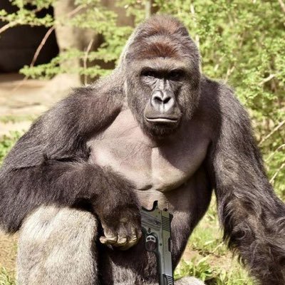 Leadaboard's profile picture. $SSX $KORI