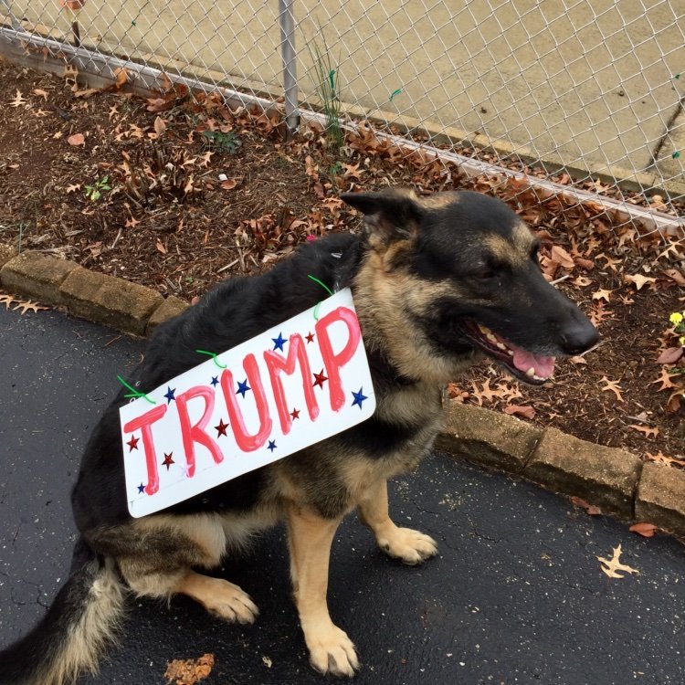 Luceo_non_Uro17's profile picture. 