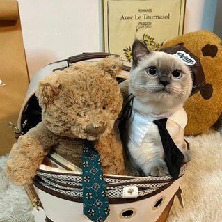 xKobelax's profile picture. @Cloud9