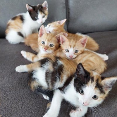 SolaMamii's profile picture. 6 fig