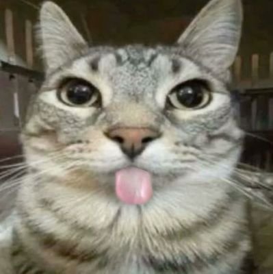 catatomic's profile picture. primadonna