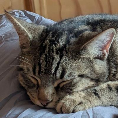 aprlhack's profile picture. 🏳️‍🌈🏳️‍⚧️ she / her , systems engineer from the uk, i love cats, foxes, seals, java, nix and rust