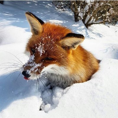 isabelleslayaaa's profile picture. 16 • pansexual/genderfluid • foxxenborgen • DNI: shedtwt, proshippers, n@z!s