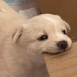 mydoganton's profile picture. 