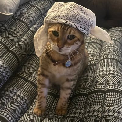 crocpolice's profile picture. please don’t yell at me