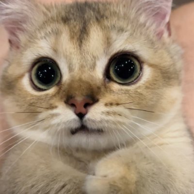 Bocvyft's profile picture. 旅行が好きで、スウェーデンやアメリカ、スイスなど、たくさんの国を旅したことがあります。
投資も大好きです。四季折々の景色に心が温まる、そんな日々が好き🍂