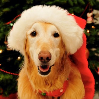 mufftabby's profile picture. 家で何かをしている方が好き。猫、犬、クラシック音楽、読書。キッチンで過ごす時間が長いです。
DMは読みません。日本との時差は17時間遅れ(PST)