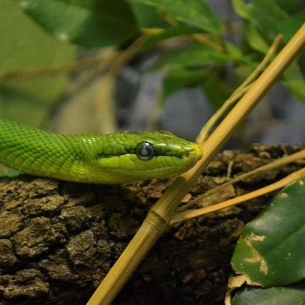 dragon124ing's profile picture. 