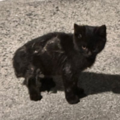 fasthahibiki's profile picture. よくぞここがってやつ