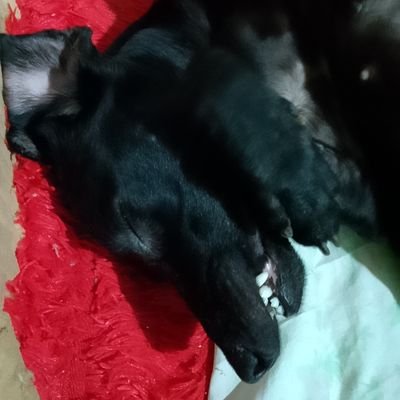 Tamanduona's profile picture. quem não gosta de um Tamando💖?