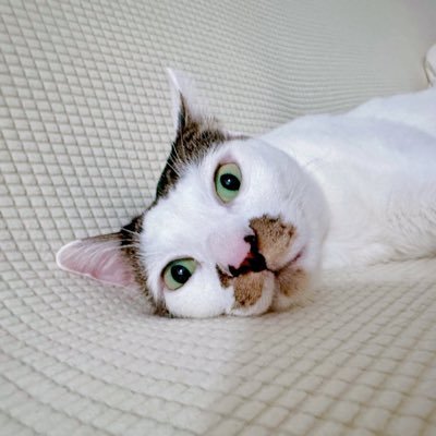 creampopochacha's profile picture. LEE GIKWANG💚ZHANG JIAHAO/Arno😈